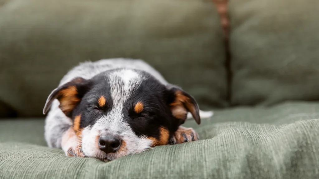 Texas-Close up photo of a small cattle puppy sleeping on an olive-green linen couch. He has light brown dots where his eyebrows are, black fur around his eyes and white and black spots going up his muzzle onto the rest of his body. New pet-friendly apartment homes for rent with private fenced backyards in Texas with pool, pickleball, dog park, gym, clubhouse and gated community. *No breed or weight restrictions. Yardly